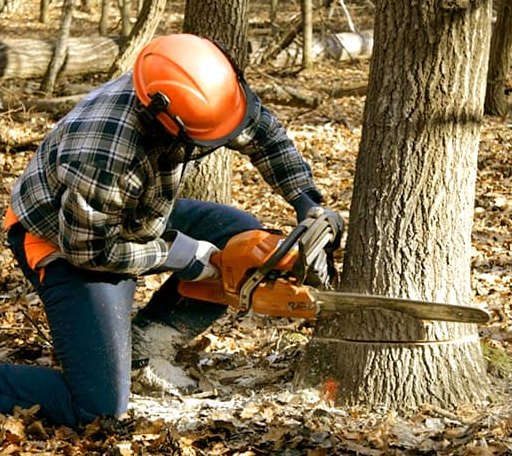 Tree Removal in Boling, TX